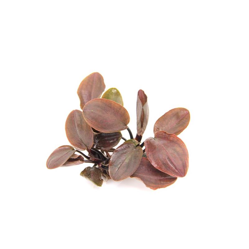 Dennerle Lagenandra meeboldii Red - imagine 4